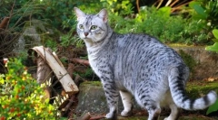 Egiptovska mau (fotografije): true cat exotic